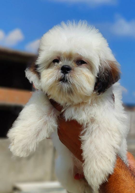 Shih Tzu